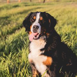 Bernedoodles and Bernese Mountain Dogs from Central Washington doodles