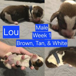Lou-Blue Male - Brown white and tan male Beagle puppy in Bemidji, Minnesota from Nse Farms Beagles