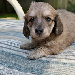Boy 1 - Gray (blue) and cream male Dachshund puppy in Jacksonville, Florida from Little Lords & Ladies Dachshunds