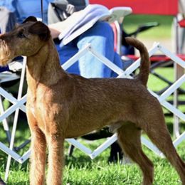 Simon - Irish Terrier