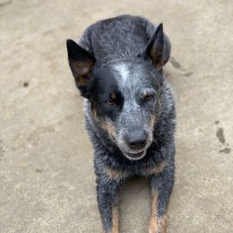 Riggins - Australian Cattle Dog