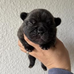 Brindle boy - Brindle male French Bulldog puppy in Nevis, Minnesota from Faithful Acres French Bulldogs