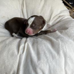 Lucas - Red tri-color male Australian Shepherd puppy in Grants Pass, Oregon from Carmel Mountain Aussies