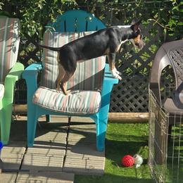 Bull Terrier Puppies from Lynn Hill Bull Terriers