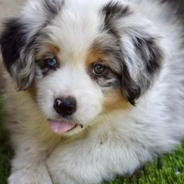 Australian Shepherd and Miniature American Shepherd Puppies from Bright Heart Aussies & Miniature American Shepherds