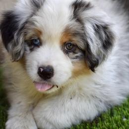 Australian Shepherd and Miniature American Shepherd Puppies from Bright Heart Aussies & Miniature American Shepherds