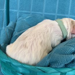 Aussiedoodle Puppies from Sunshine Aussiedoodles Idaho