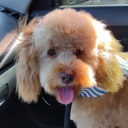 Teddy - Aussiedoodle