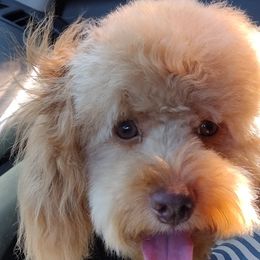 Teddy - Aussiedoodle