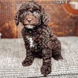 Jan - Chocolate female Australian Labradoodle puppy in Decatur, Alabama from Southern Meadows Doodles