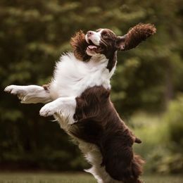 English Springer Spaniel Puppies from Foxboro Farm