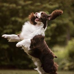 English Springer Spaniel Puppies from Foxboro Farm