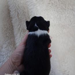 London - Black brindle and white female Boston Terrier puppy in Catawba, North Carolina from Lil Wiggles Boston Terriers