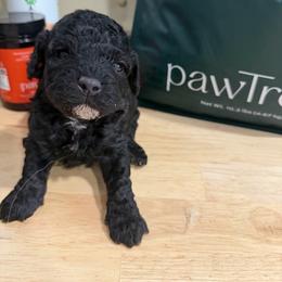 Washington - Black male Goldendoodle puppy in Cherry Tree, Pennsylvania from Plum Creek Acres Next Generation