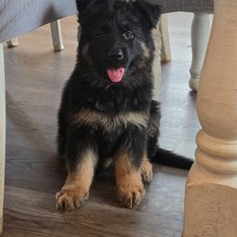 Orange Collar - Black and red female German Shepherd puppy in Sumner, Iowa from Vom Wilke Kennels