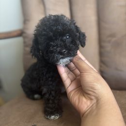 Latte - Black male Schnoodle puppy in Portland, Oregon from Marlen Poodles&Doodles