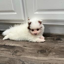 Boy 1 - Chocolate merle male Pomeranian puppy in Oak Lawn, Illinois from Pomeranian Boutique