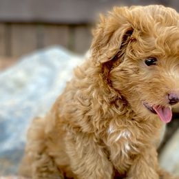 Tonks - Aussiedoodle puppy in Ivins, Utah from A Puppy Crush