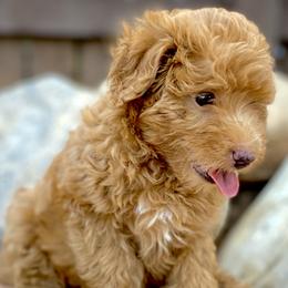 Tonks - Aussiedoodle puppy in Ivins, Utah from A Puppy Crush