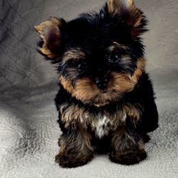 Owen - Black and tan male Yorkshire Terrier puppy in Santa Clarita, California from Pixieland Yorkshire Terriers