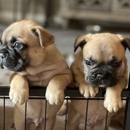 French Bulldog Puppies from De-Jon Frenchies