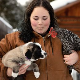 Anatolian Shepherd Dog Puppies from Apex Anatolians
