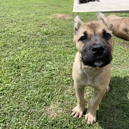 Cane Corso Puppies from Bayou Cane Corso