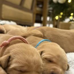 Green - Yellow male Labrador Retriever puppy in Oklahoma City, Oklahoma from H & H Retrievers