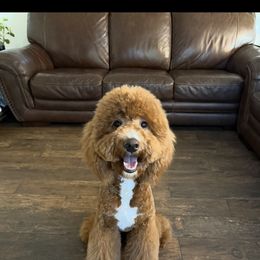 Stella - Goldendoodle