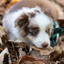 Australian Shepherd, Miniature American Shepherd, Miniature Australian Shepherd, and Toy Australian Shepherd Puppies from TK Standard, Mini, & Toy Aussies