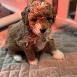 Piggie - Brown and white female Bernedoodle puppy in Gainesville, Florida from Alyssa Xxweetdoodles