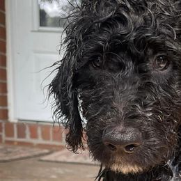 Goldendoodles and Labradoodles from Doodling Around