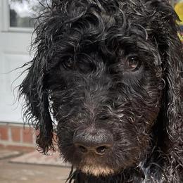 Goldendoodles and Labradoodles from Doodling Around