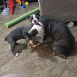 Boston Terrier Puppies from Aronow pups