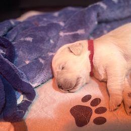 Boy 2 - Golden Retriever puppy in Moses Lake, Washington from Mae Valley Sweethearts Golden Retrievers