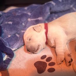 Boy 2 - Golden Retriever puppy in Moses Lake, Washington from Mae Valley Sweethearts Golden Retrievers