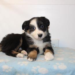 Wonder - Black tri-color male Australian Shepherd puppy in Honey Brook, Pennsylvania from New Adventures Puppies