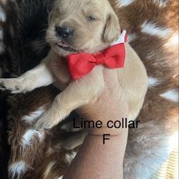 Lime collar - Golden female Golden Retriever puppy in Jesup, Georgia from Painted Platinum Retrievers (Painted Platinum Kennel) PPK