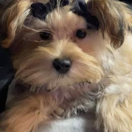 Yorkshire Terriers from Gina's Yorkshire Terriers