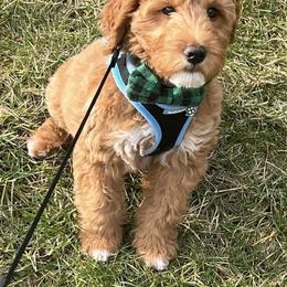 Goldendoodle and Golden Mountain Doodle All Grown Up from Howard Hills Doodles
