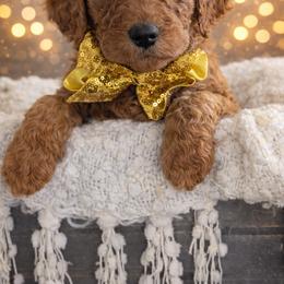 Miss Yellow - Apricot female Goldendoodle puppy in Greenwood, Louisiana from GoldenFido