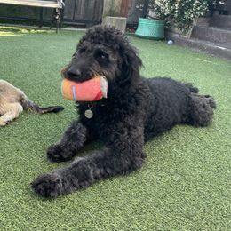 Aussiedoodle and Poodle Puppies from Socal Aussiedoodles