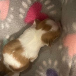 Girl 2 - Red and white female Shih Tzu puppy in Troy, Texas from Smith Shih Tzu