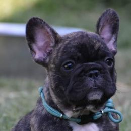 French Bulldogs from Rimix Frenchies