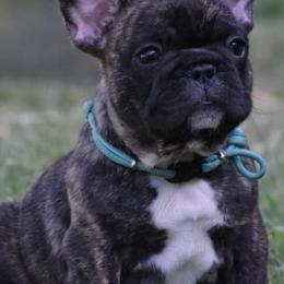 French Bulldogs from Rimix Frenchies