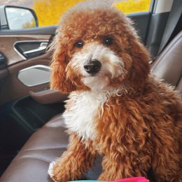 Cavapoo puppies from Cavapoo Puppy Parade