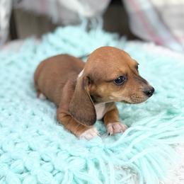 Spencer - Piebald male Dachshund puppy in Decatur, Mississippi from KP Dachshunds