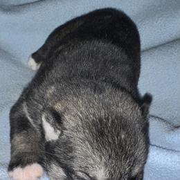 F2 - Agouti and white female Siberian Husky puppy in Mechanicsville, Virginia from Shinko Siberians