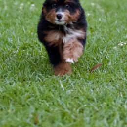 Zulu - Tri-color female Bernedoodle puppy in Milton, Florida from Sutton Place Doodles
