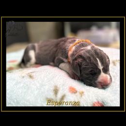 Esperanza - Blue and white female Great Dane puppy in Liberty, New York from Catskills Greatest Danes